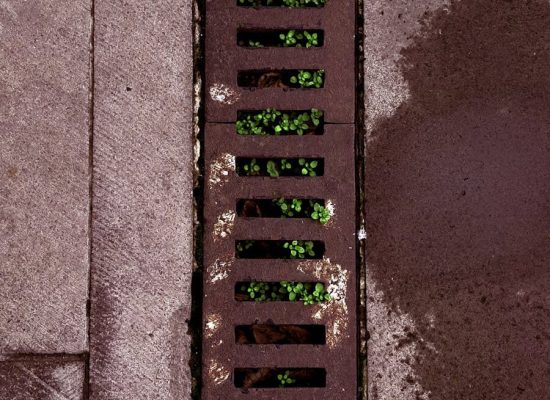 Rustic urban drain with vibrant green plants, symbolizing resilience in concrete jungles.
