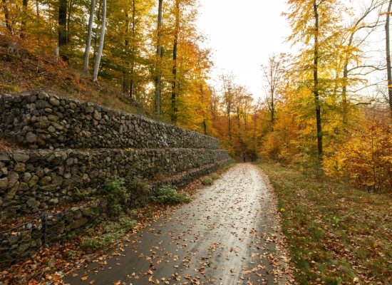 Tranquil autumn scene of a forest pathway lined with stone retaining walls and colorful foliage.