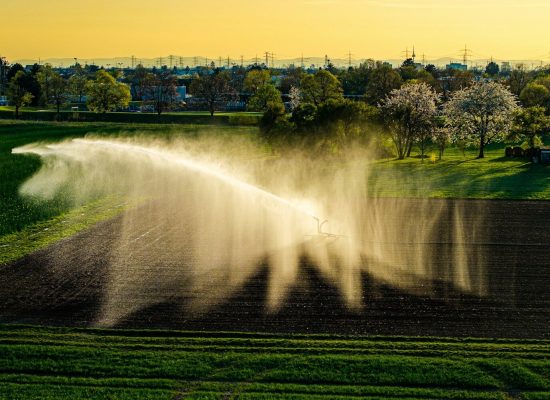 A field is being irrigated with sprinklers.