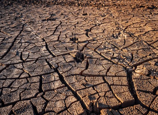 brown dried leaves on brown soil